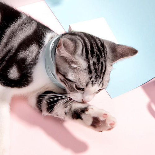 Playful Meow - Botanical Anti Flea & Tick Collar- Review
