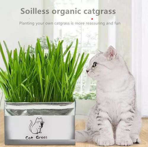 Playful Meow - Soilless DIY Cat Grass Growing Kit- Review