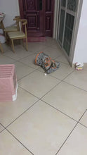 Load and play video in Gallery viewer, Kitty&#39;s Adventure Tunnel Bag

