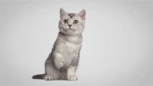 Load and play video in Gallery viewer, Escape Proof Vest Harness for Kittens
