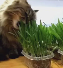 Load and play video in Gallery viewer, Soilless DIY Cat Grass Growing Kit
