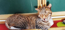 Load image into Gallery viewer, Playful Meow - 3D printing Cat Sleeping Pillows Soft Cushion- Review
