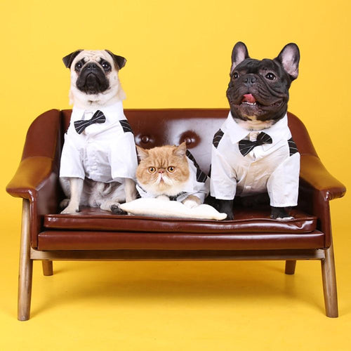 Playful Meow - Gentleman Bowtie Pet Tuxedo- Review