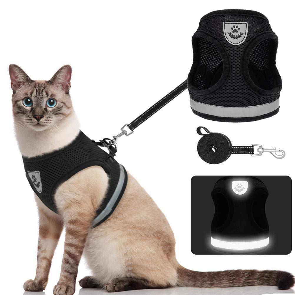 Playful Meow - 