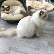 Load image into Gallery viewer, Warm and Cushy Cat Beds
