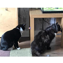 Load image into Gallery viewer, Yummy Catnip Wall Candy
