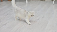 Load and play video in Gallery viewer, Smart Beamer Interactive Cat Toy
